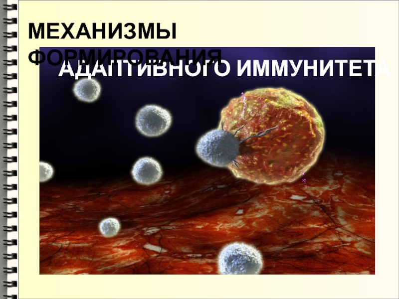 АДАПТИВНОГО ИММУНИТЕТА
МЕХАНИЗМЫ ФОРМИРОВАНИЯ