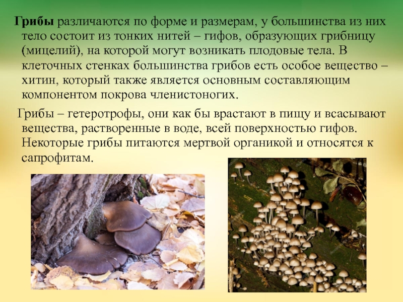 У некоторых грибов нити грибницы представляют собой. Тело грибов состоит из. Мицелий грибница гриба состоит из. Размеры тела гриба. Диаметр грибницы.