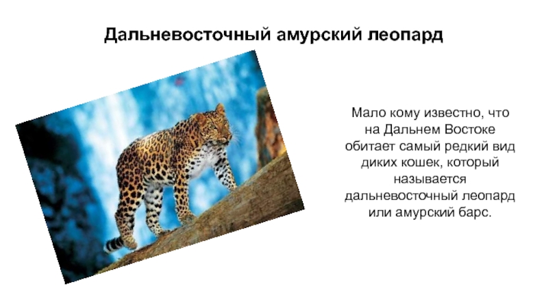 Дальневосточный амурский леопард