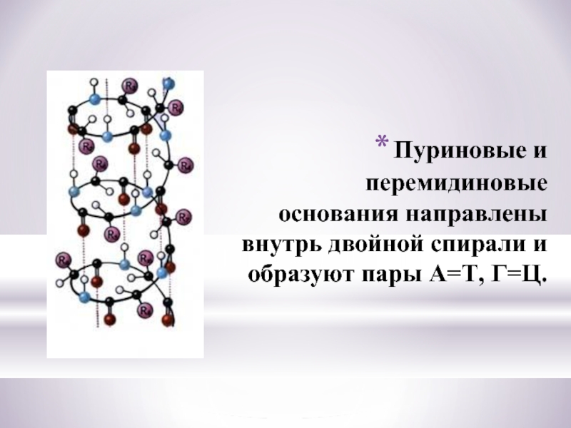 Днк носитель наследственной информации презентация 10 класс