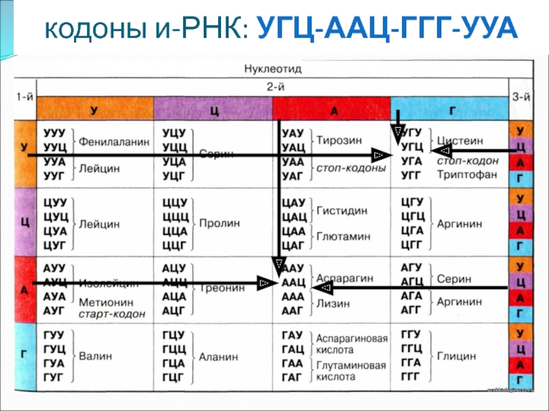 Триплеты знаки препинания