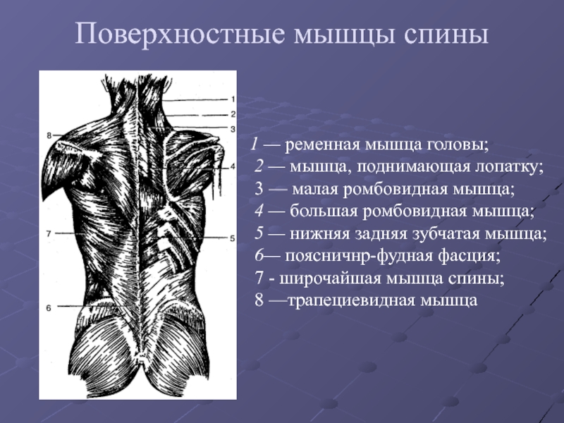 Фото мышц спины с описанием