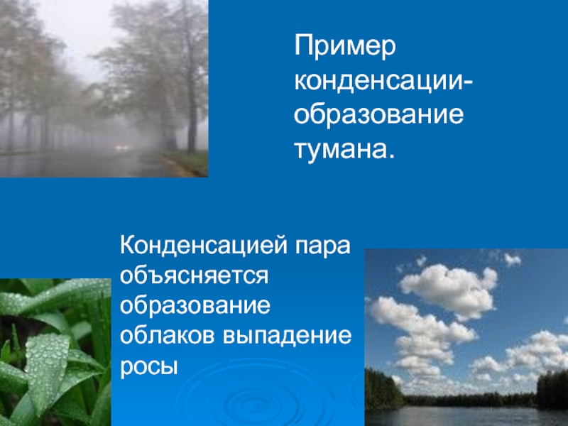 Испарение и конденсация в живой природе проект