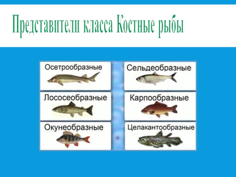 3 примера костных рыб. Представители рыб. Отряды костных рыб и их представители. Костные рыба рыбы представители. Класс костные рыбы.