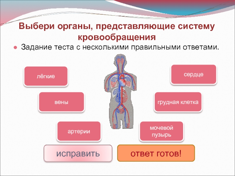 Презентация 4 класс система кровообращения 4 класс