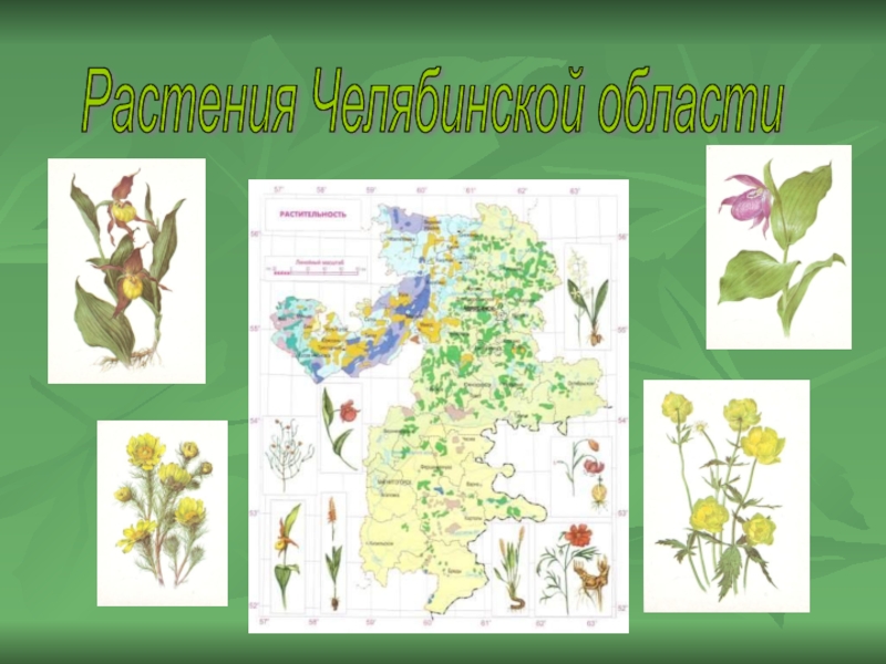 Растения Челябинской области