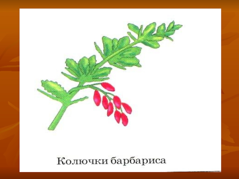 Колючки барбариса это видоизмененные. Колючки барбариса. Видоизменение барбариса. Колючки барбариса представители.