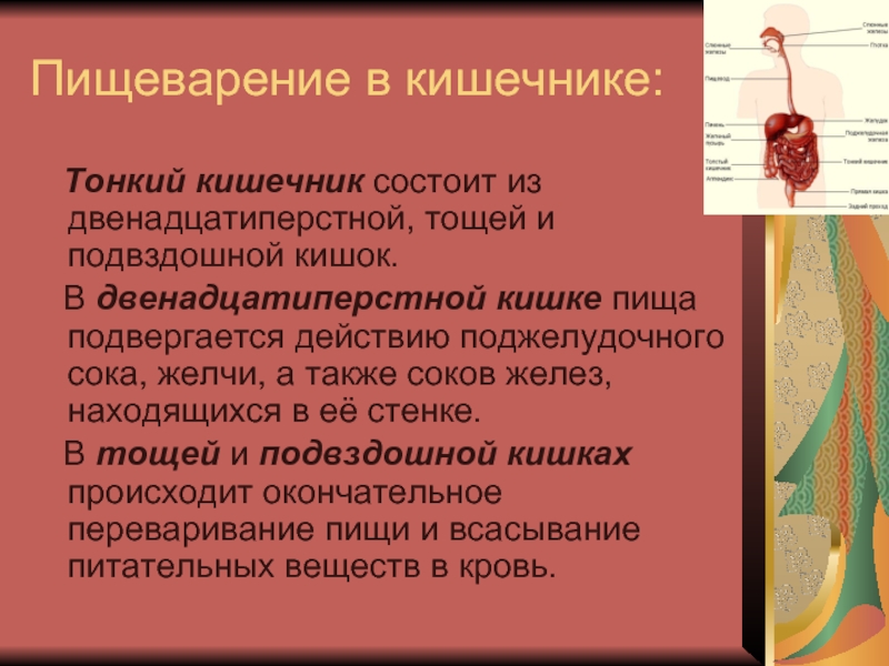 Презентация по биологии пищеварение в желудке и двенадцатиперстной кишки