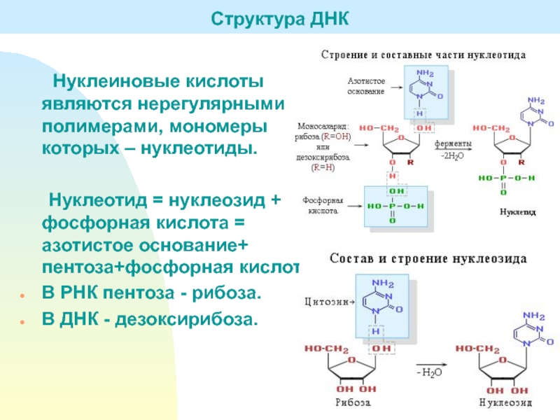 На рисунке изображен нуклеотид являющийся мономером клеточного полимера