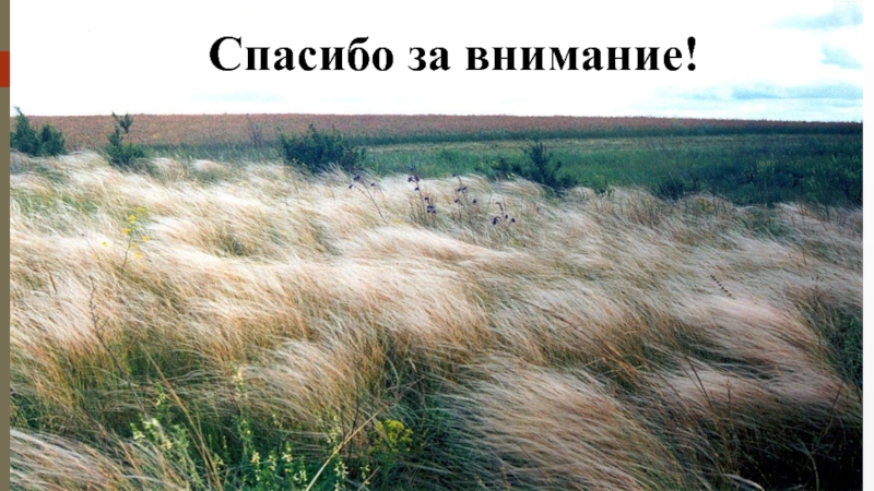 Семейство Злаковые ( Роасеае Barnh.) Спасибо за внимание! Спасибо за внимание!