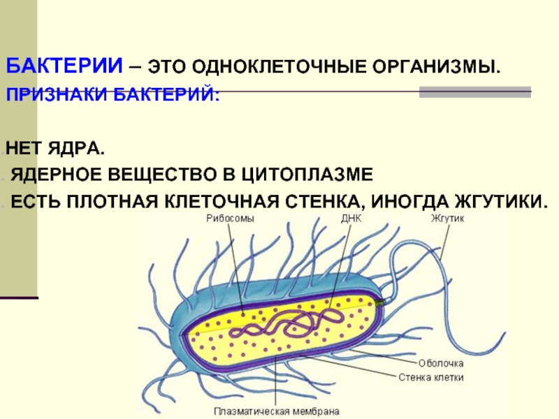 Биология технологическая карта урока бактерии