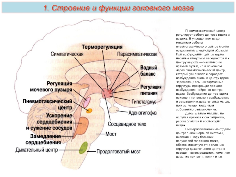 Центр возбуждения. Центр возбуждения в головном мозге. Функция пневмотаксического центра. Ядра пневмотаксического центра. Очаг возбуждения в головном мозге.