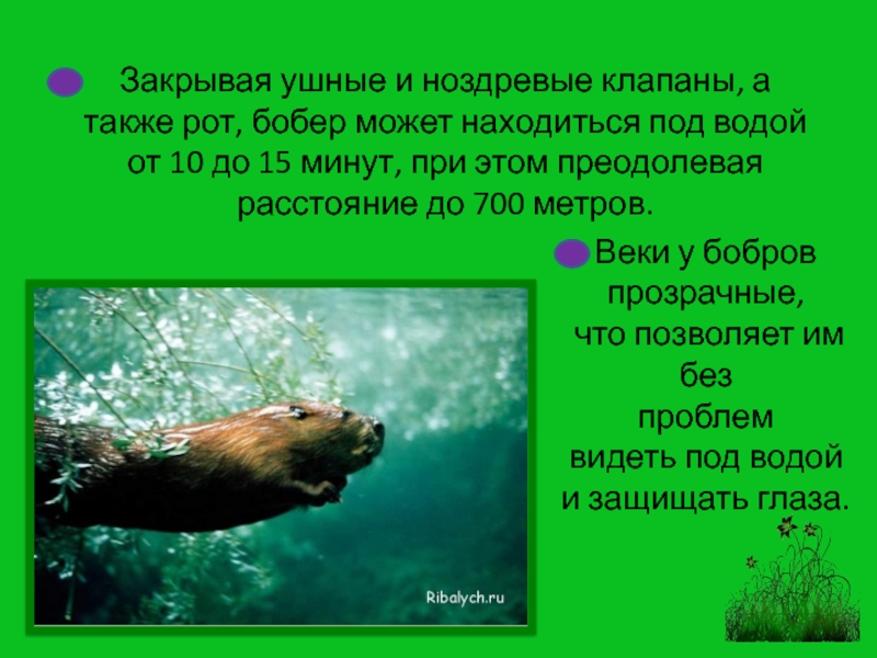 Сообщение о бобрах 4. Сообщение о бобрах. Сообщение о бобре. Доклад о бобрах. Сообщение про бобра.