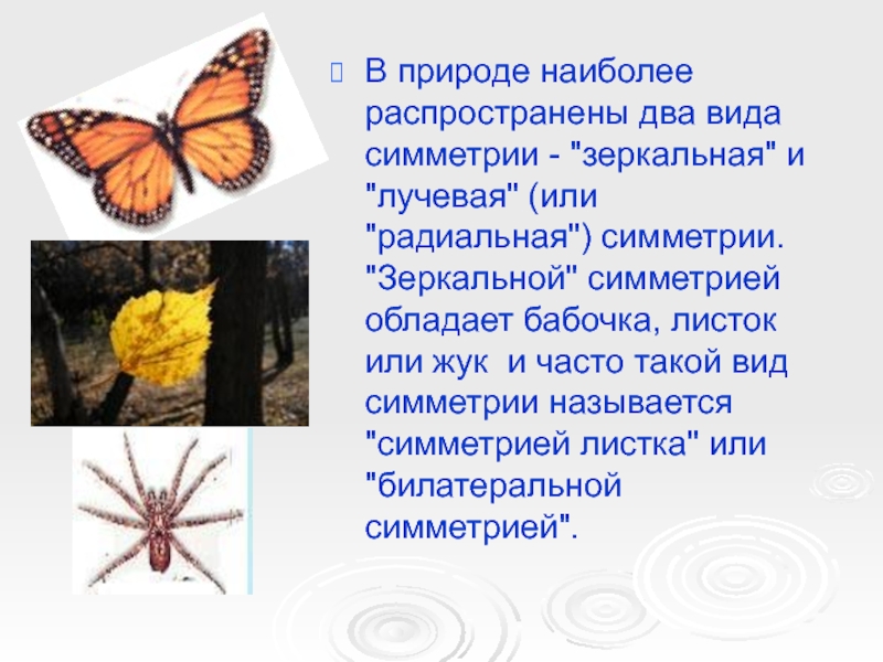 Укажите тип симметрии животного укажите среду. Тип симметрии бабочки. Тип симметрии животного бабочка. Тип симметрии бабочки и среда. Бабочка вид симметрии.