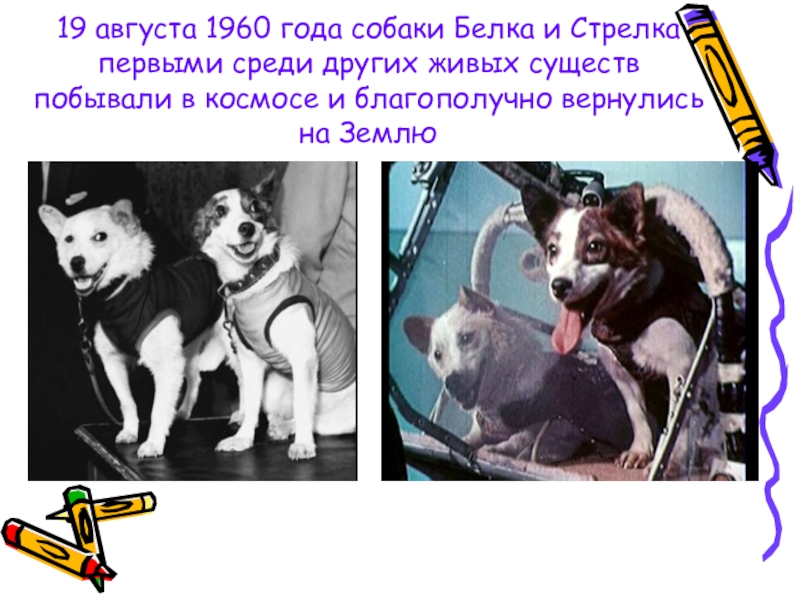 19 августа 1960. Белка и стрелка 19 августа. Полёт собак в космос белки и стрелки 19 августа 1960. Белка и стрелка в космосе презентация.