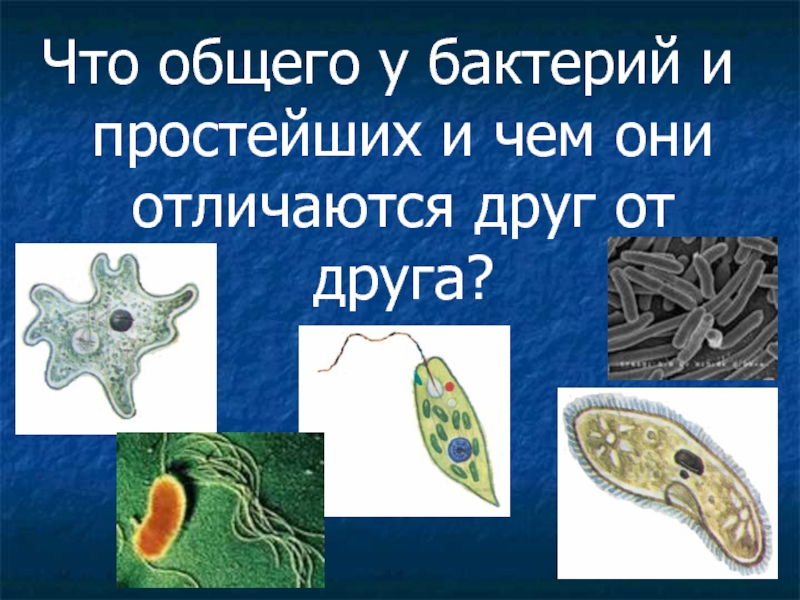 Что общего у бактерий и простейших и чем они отличаются друг от друга?