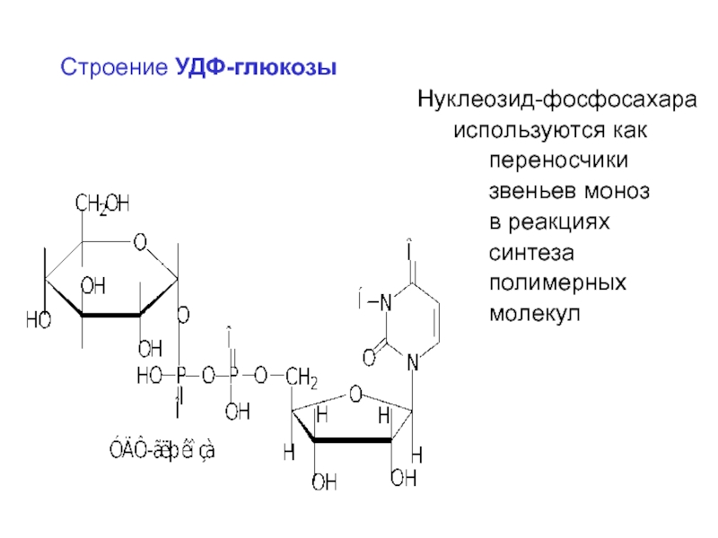 Синтез молекулы углевода. УДФ Глюкоза формула структурная. Реакцию образования УДФ-Глюкозы. Глюкозо 1 фосфат в УДФ глюкозу. УДФ-Сахаров.