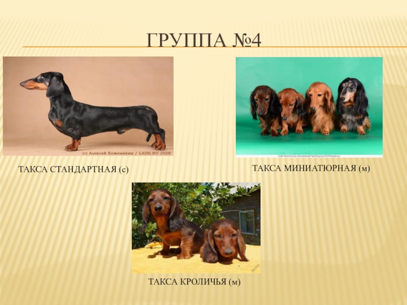 Породы собак ркф с фотографиями и названиями