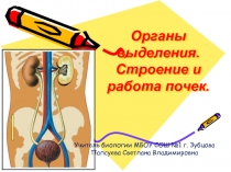 Органы выделения. Строение и работа почек.