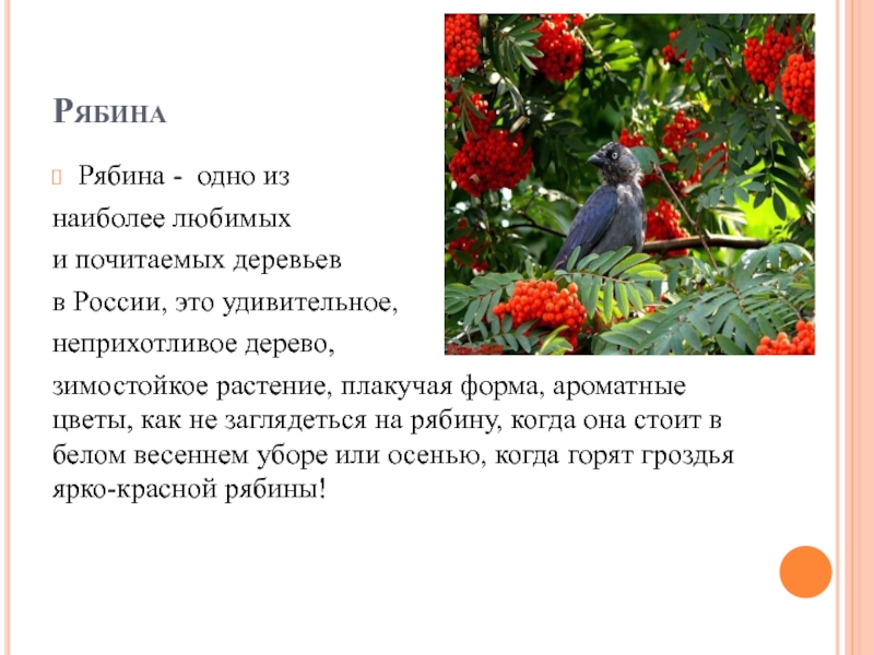 Описание рябины. Рассказ про рябину. Доклад про рябину. Рябина краткое описание. Рябина информация для детей.