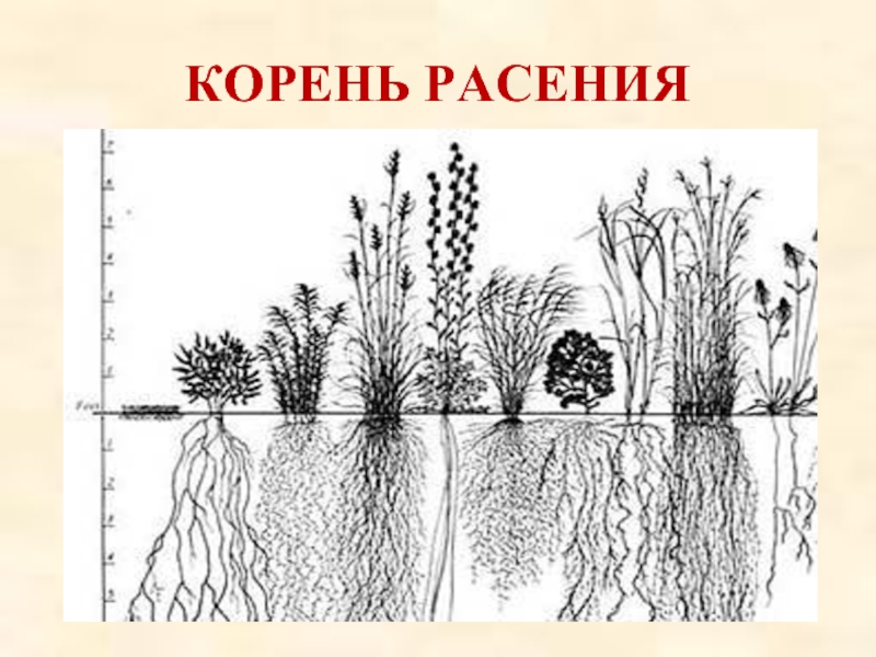 Корни 7 класс