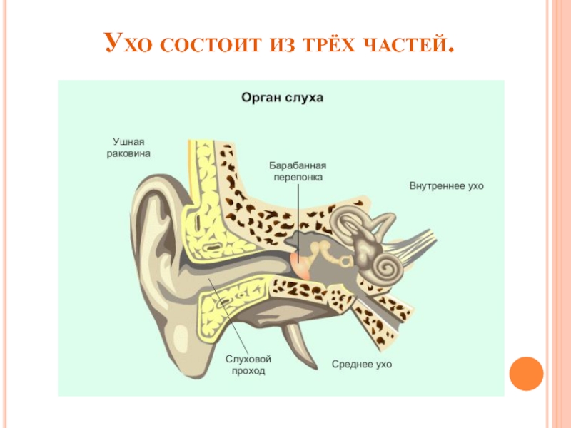Какое значение органа слуха. Орган слуха состоит из 3 частей:. Уши орган слуха. Орган слуха у животных. Слух человека и животных.