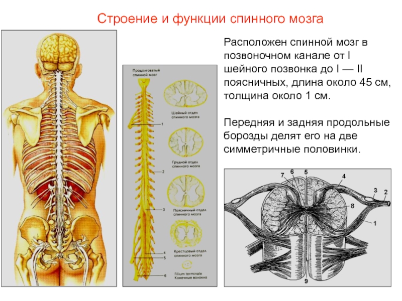 Где находится спинной мозг. Участок спинного мозга в позвоночном канале. Расположение спинного мозга в позвоночном канале. Участок см в позвоночном канале. Длина и толщина спинного мозга.