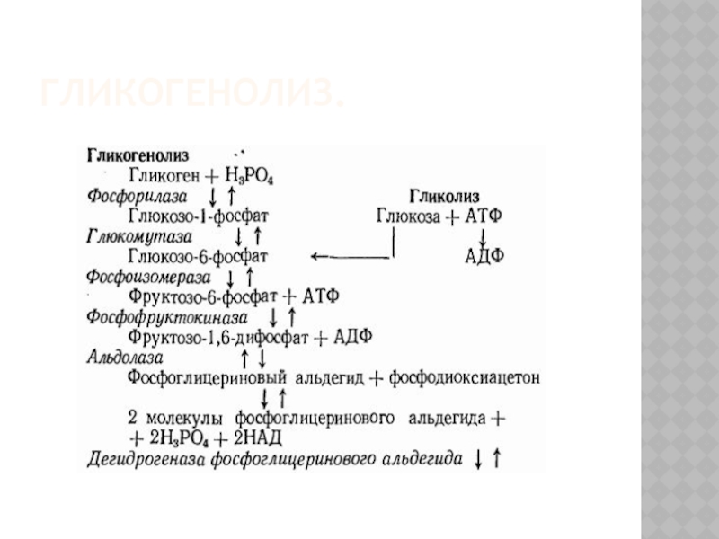 Гликогенолиз. 9. Гликогенолиз. Гликогенолиз анализ. Гликогенолиз энергетическая ценность.