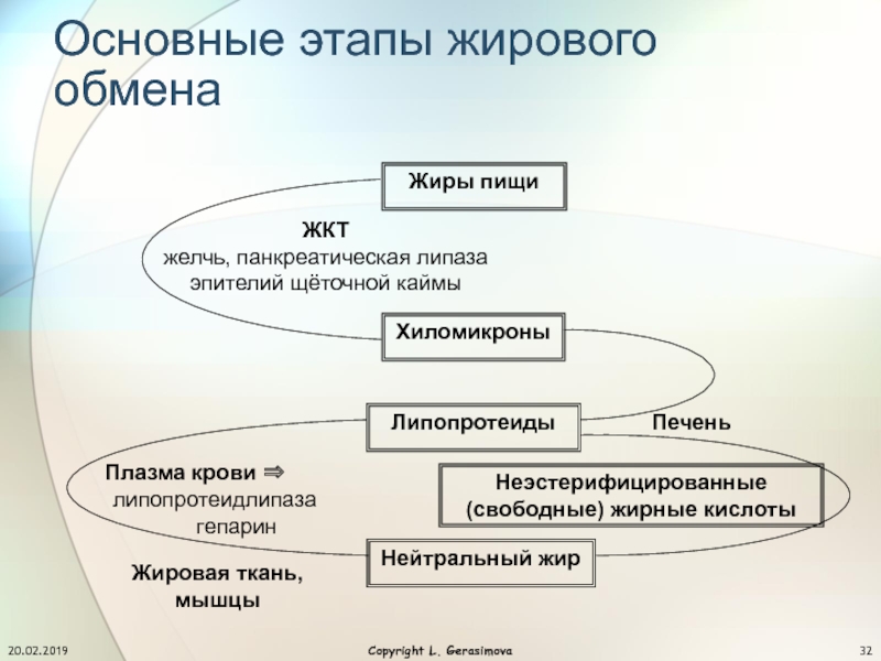 Схема липидного обмена