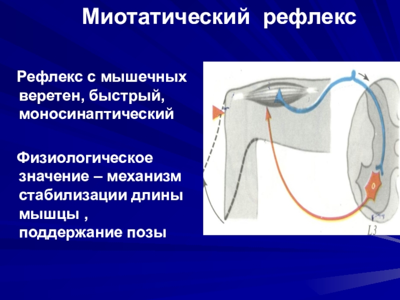 Миотатический рефлекс схема