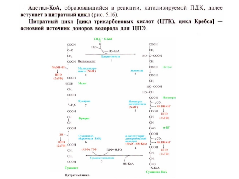 Цтк биохимия схема