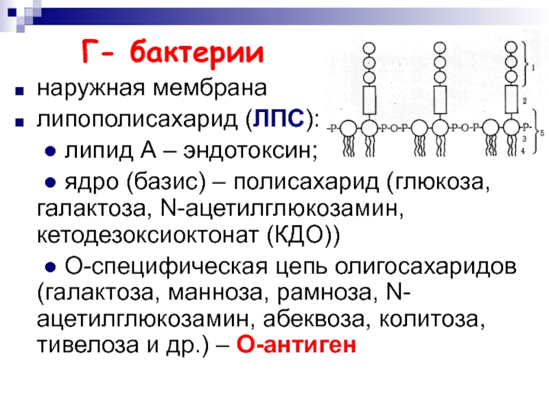 Офс бактериальные эндотоксины