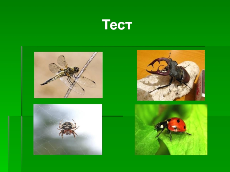 Насекомые проверочная работа 1 класс. Тест насекомые. Кто такие насекомые тест. Проверочная работа кто такие насекомые 1 класс. Тест насекомые 1 класс.