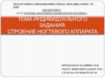 ТЕМА ИНДИВИДУАЛЬНОГО ЗАДАНИЯ: СТРОЕНИЕ НОГТЕВОГО АППАРАТА
