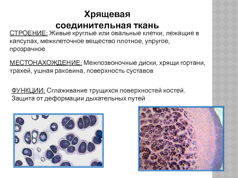 Плотный туго. Хрящевая соединительная ткань местонахождение. Хрящевая соединительная ткань функции. Хрящевая соединительная ткань строение. Хрящевая соединительная ткань местонахождение и функции.