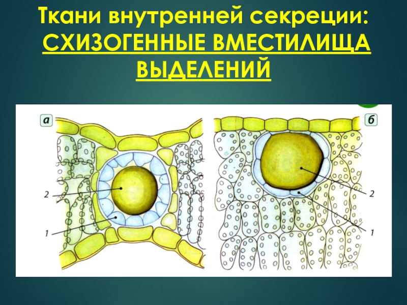 Выделительная ткань рисунок