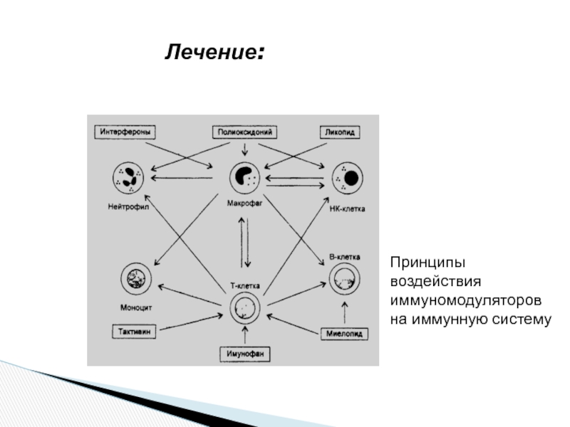 Принцип влияния. Принципы воздействия иммуномодуляторов на иммунную систему.