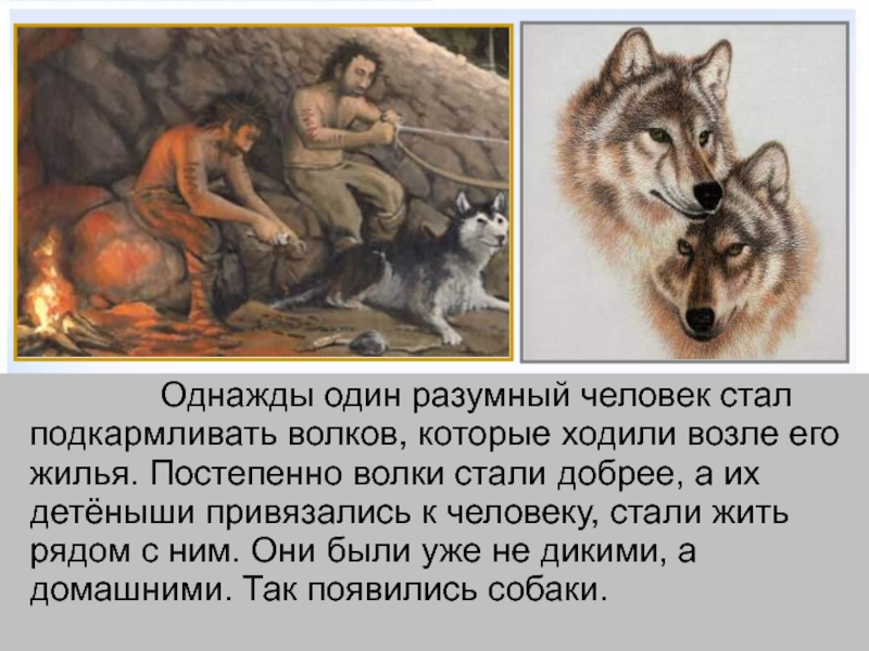 Став волк. Однажды один разумный человек стал подкармливать Волков. Волк который стал добрым.