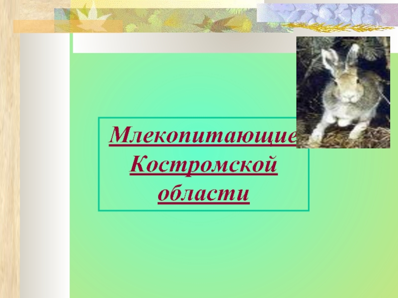 Презентация млекопитающие ростовской области