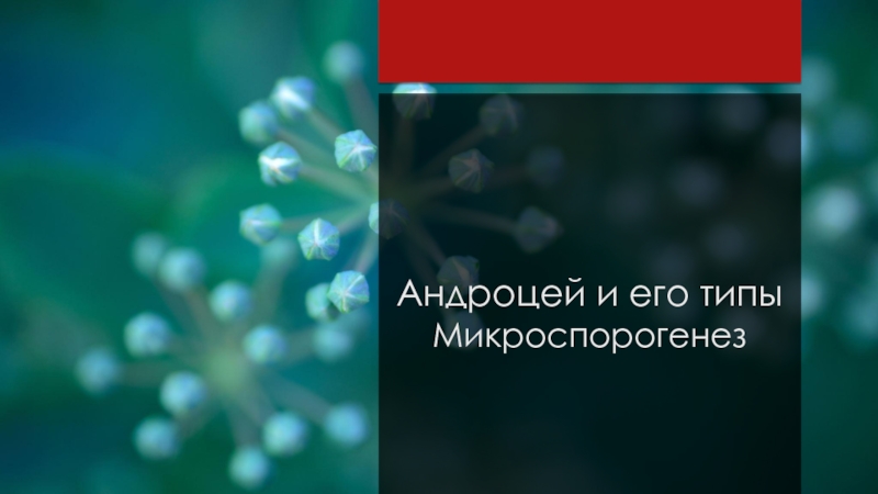 Андроцей и его типы Микроспорогенез