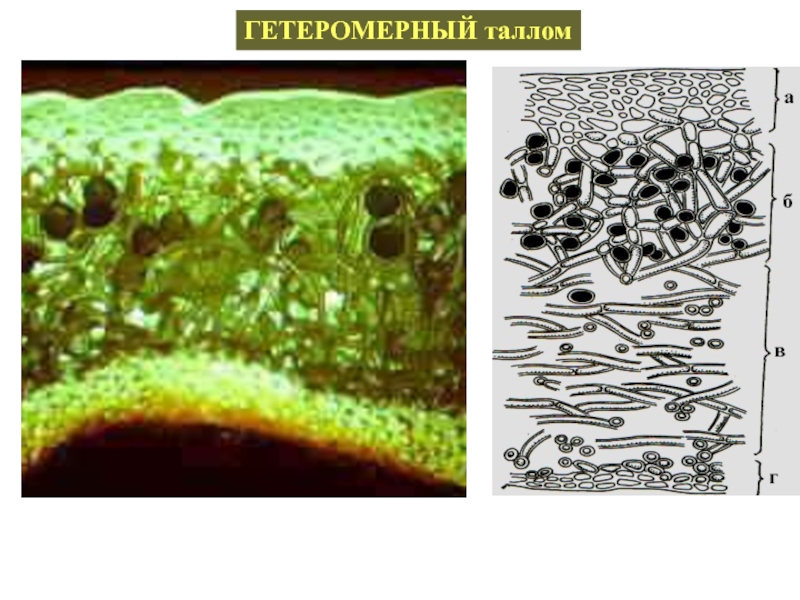Имеют недифференцированный таллом могут иметь. Гетеромерные лишайники. Гетеромерный таллом. Лихенизированные грибы. Гомеомерное и гетеромерное слоевище лишайников.
