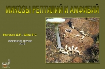 Васильев Д.Б., Швед В.С.
Московский зоопарк
2015
МИКОЗЫ РЕПТИЛИЙ И АМФИБИЙ