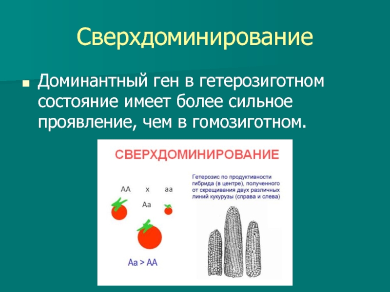 Неаллельные гены презентация