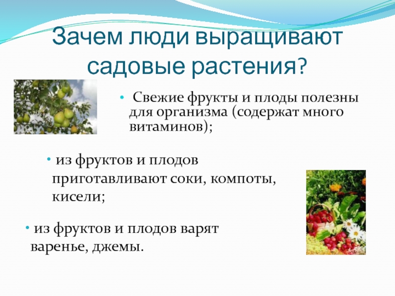 Растения и животные сада 2 класс 21 век презентация