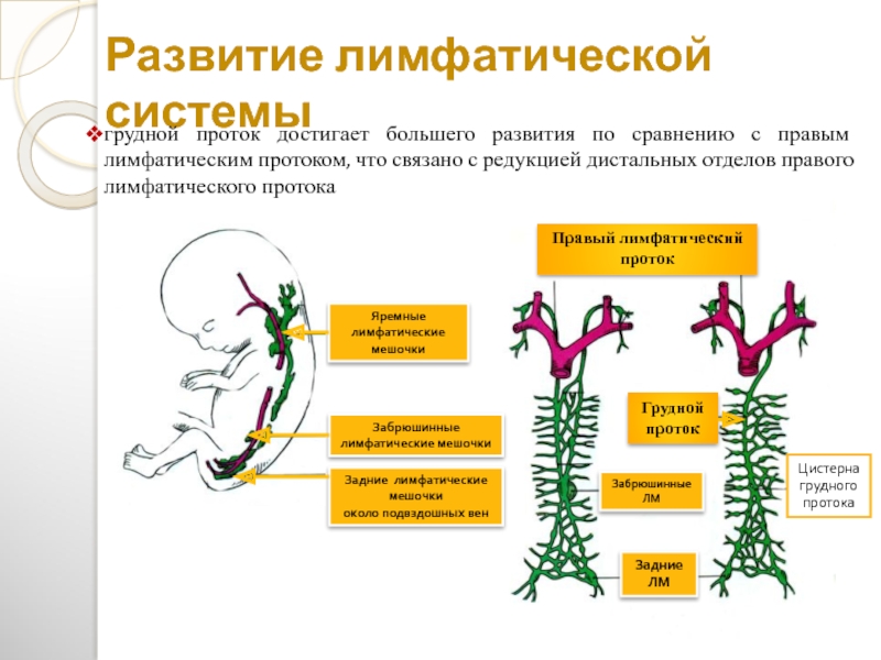 Лимфатические протоки схема