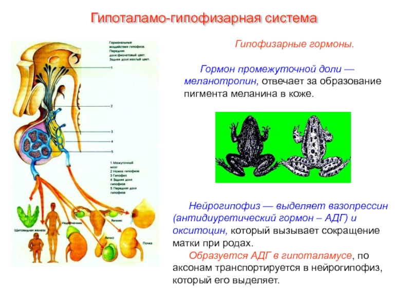 Гормоны животных. Гормоны гипоталамо-гипофизарной системы. Железы внутренней секреции гормоны животных. Эндокринная система млекопитающих. Эндокринная система животных функции.