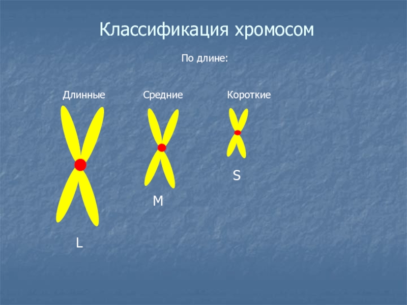 Ядро хромосомы кариотип. Классификация хромосом по расположению центромеры. Тип классификации хромосом. Хромосомы и их классификация. Хромосомы классификация хромосом.