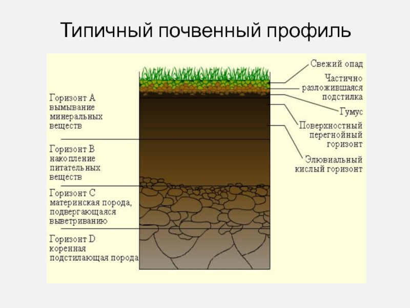 Строение почвы. Строение почвы почвенные горизонты. Строение почвенного профиля. Типичный почвенный профиль. Свойства почвы схема.