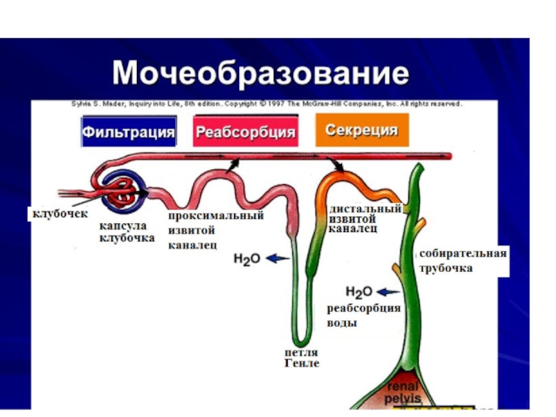 Фазы образования мочи схема