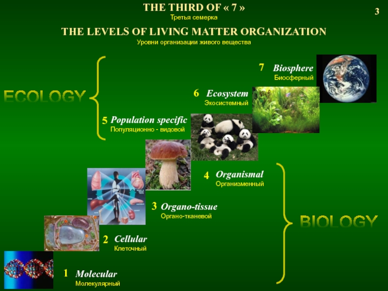 Какие уровни организации жизни изучает экология